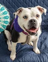 black and white american bulldog mix