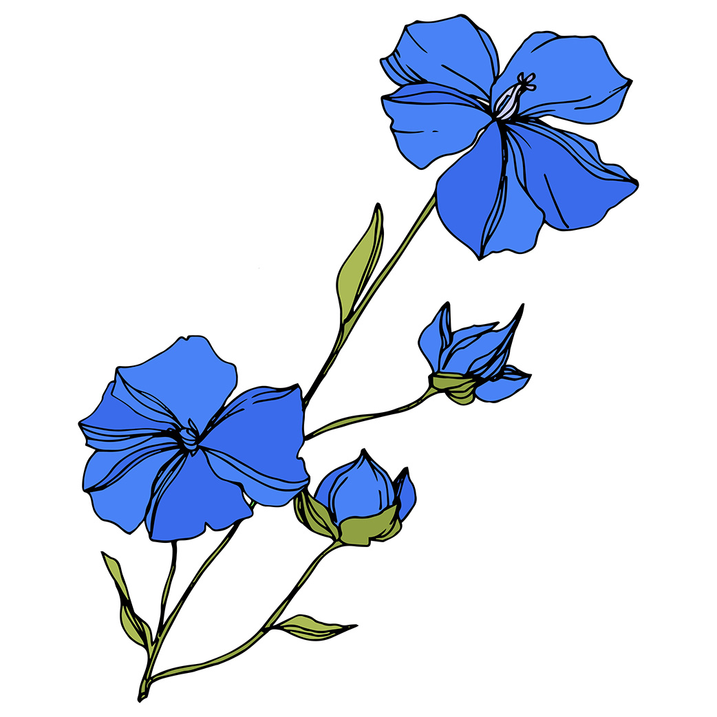 drawn blue flax