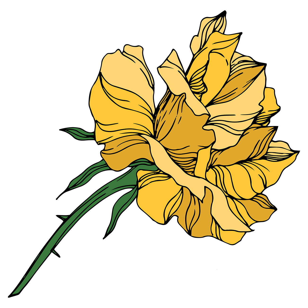 drawn yellow rose